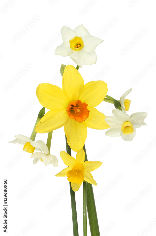 Narcissus and Daffodil flowers