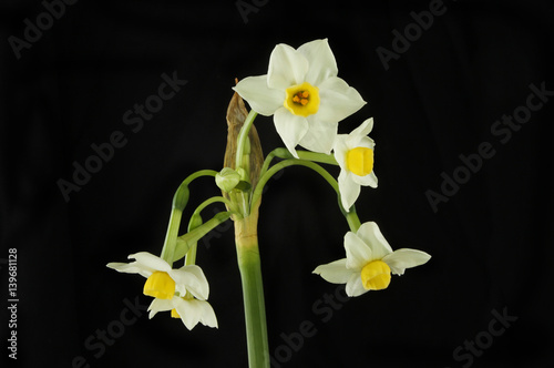 Fototapeta Naklejka Na Ścianę i Meble -  White Soleil D' Or Narcissus flowers against black