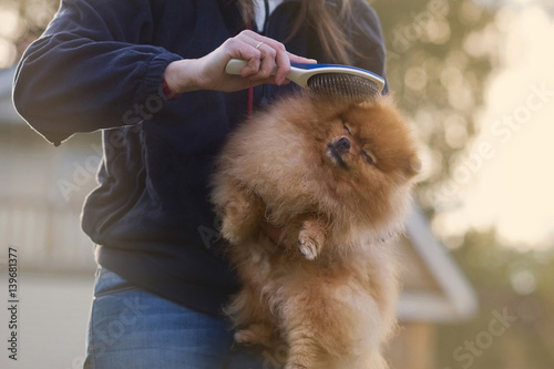 Woman holds puppy in her arms. Combing fur of Pomeranian spitz. Care for dog hair.