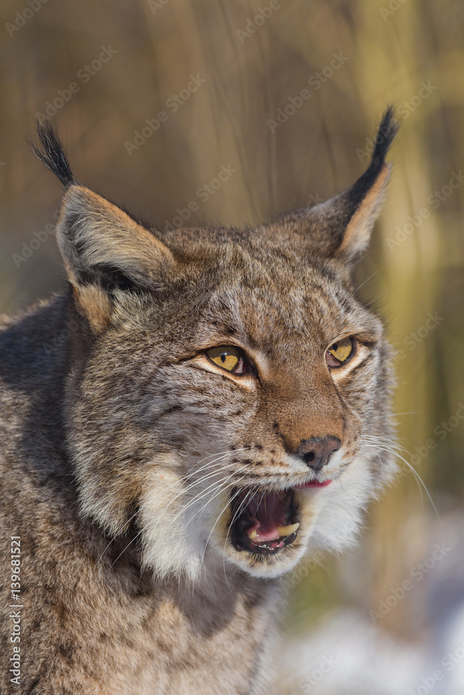 Fototapeta premium Europäischer Luchs (Lynx lynx)