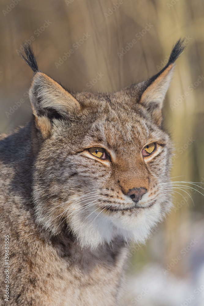 Europäischer Luchs (Lynx lynx) Europäischer Luchs (Lynx lynx)
