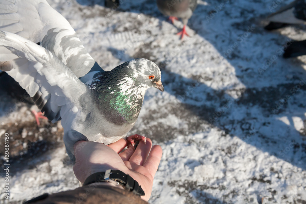 Fototapeta premium the pigeon sits on a hand of the person