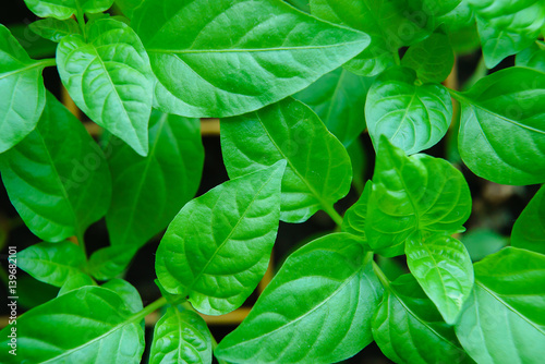 Obraz na płótnie Seedlings pepper leaves closeup