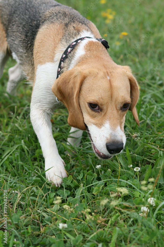 Beagle schnuppert auf der Wiese