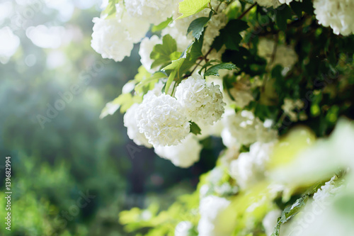 Beautiful large white hydrangea paniculata blossoms