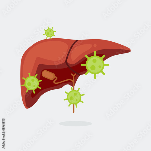 Liver vector illustration