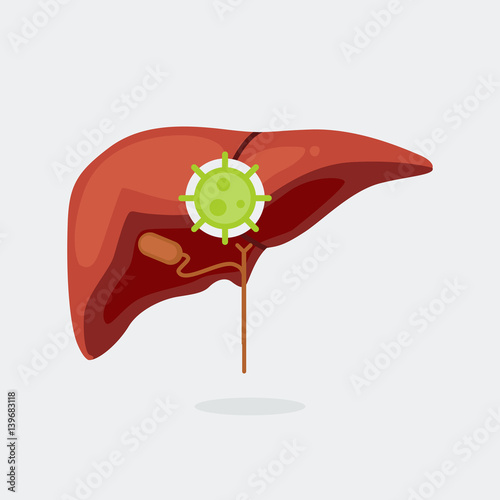 Liver vector illustration