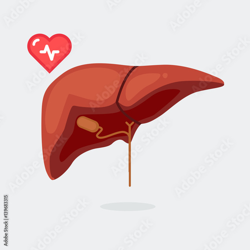 cirrhosis liver illustration