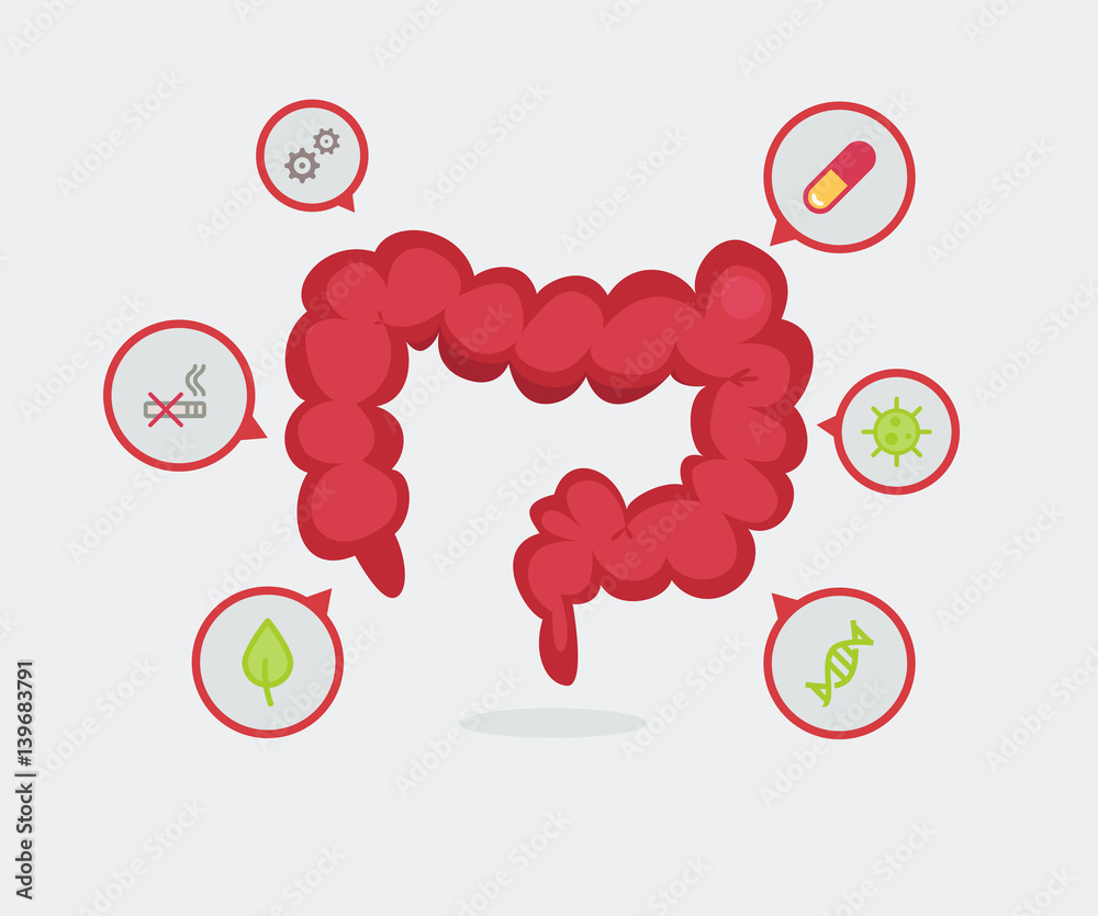 Large intestine vector illustration Large intestine vector illustration