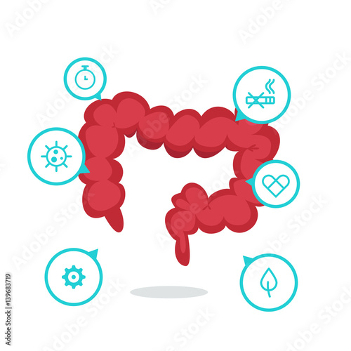 Large intestine vector illustration