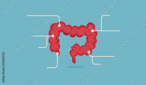 Large intestine vector illustration
