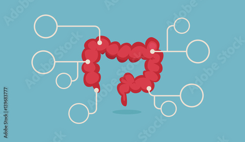 Large intestine vector illustration