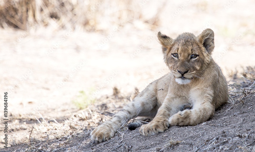 Naklejka premium Lion