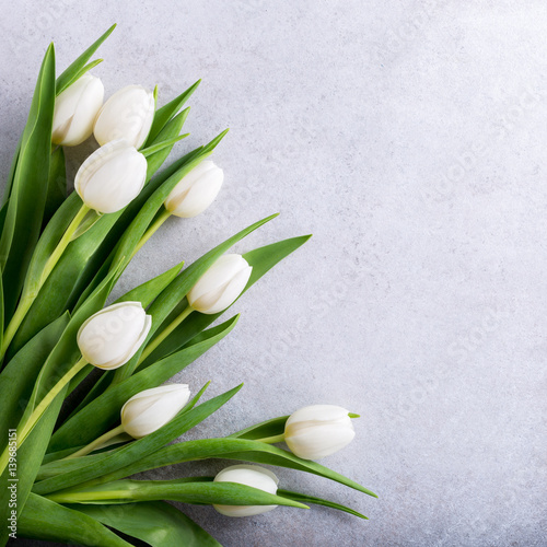 Beautiful white tulips on light gray stone background. Spring and Easter holiday concept with copy space.