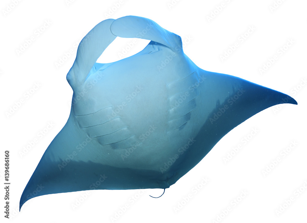 Manta Ray isolated on white background StockFoto Adobe Stock