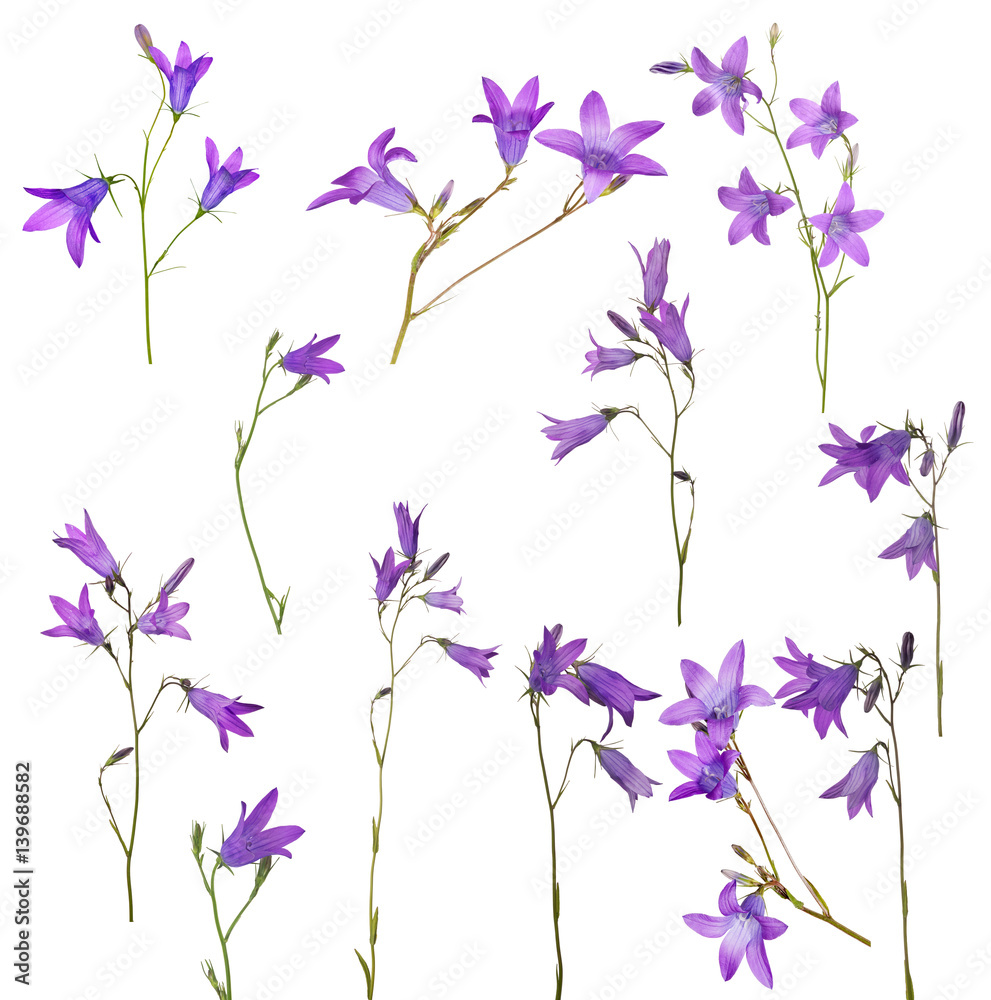 set of twelve Spreading bellflowers isolated on white set of twelve Spreading bellflowers isolated on white