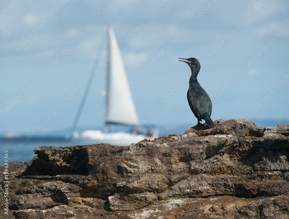 cormorant on the rock in formentera cormorant on the rock in formentera