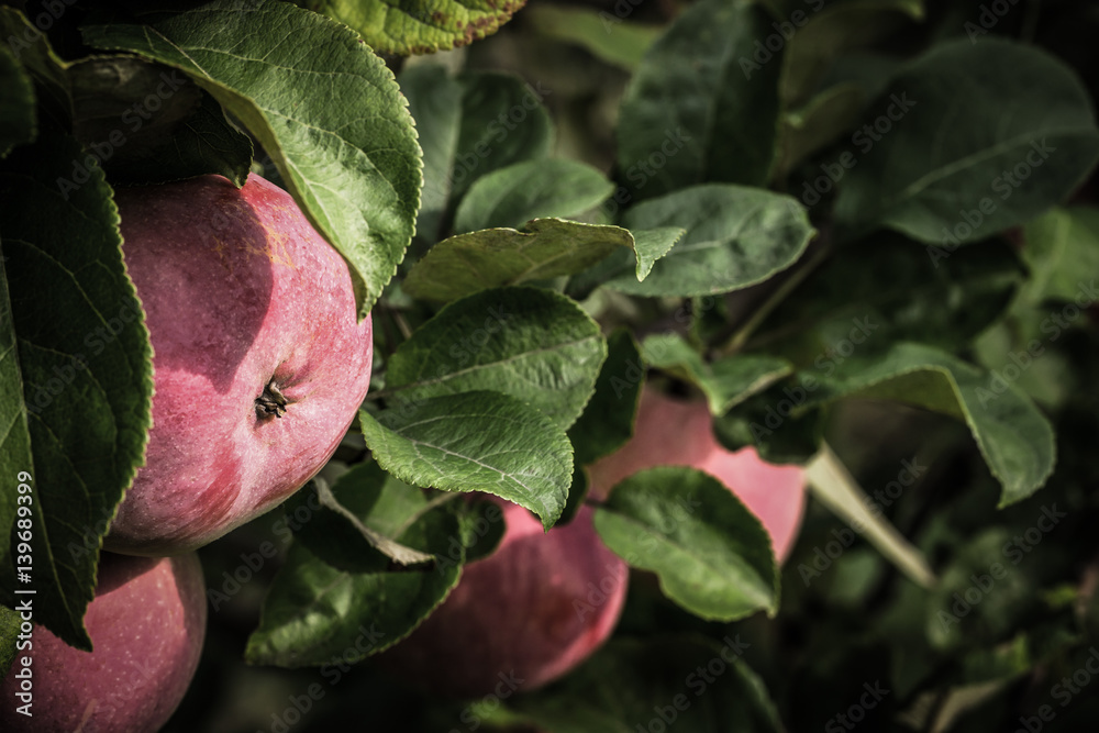 Fresh ripe apples on tree in a garden. Selective focus. Shallow depth of field. Toned Fresh ripe apples on tree in a garden. Selective focus. Shallow depth of field. Toned