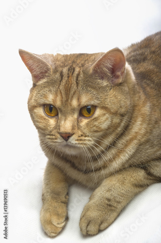 British Shorthair cat Close-up