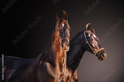 black Marwari mares posing together at dark grey gradient  background photo