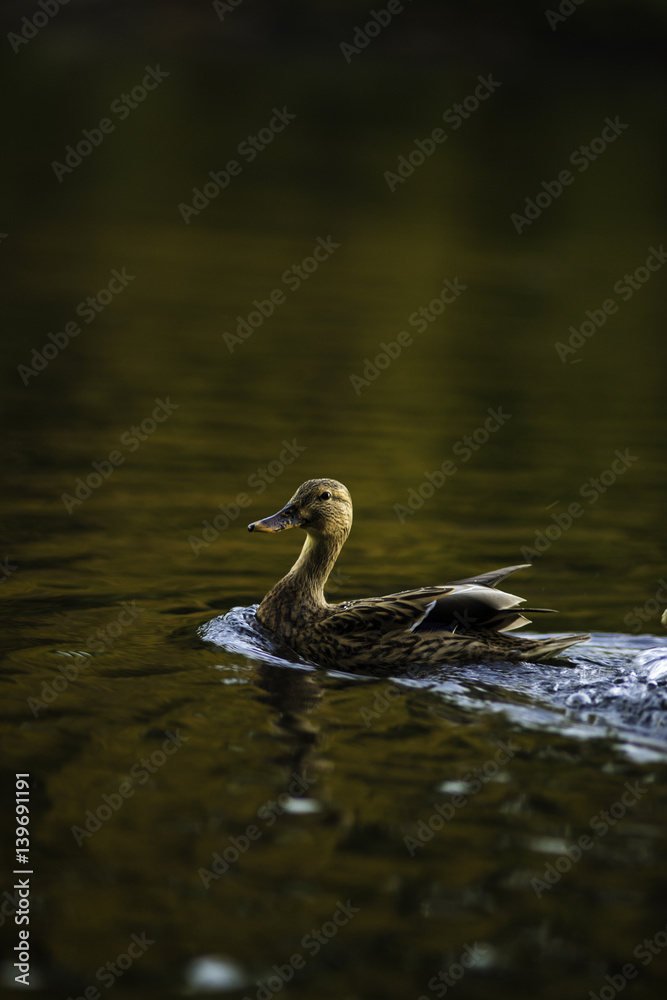 Duck on the river 