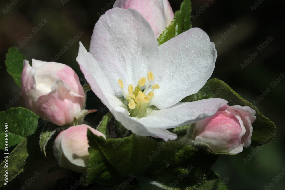 Fototapeta premium lovely apple blossom