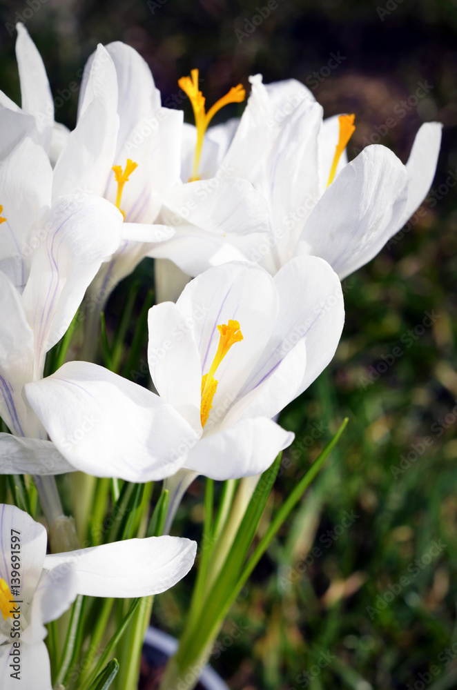 Closeup of white crocus, harbinger of spring