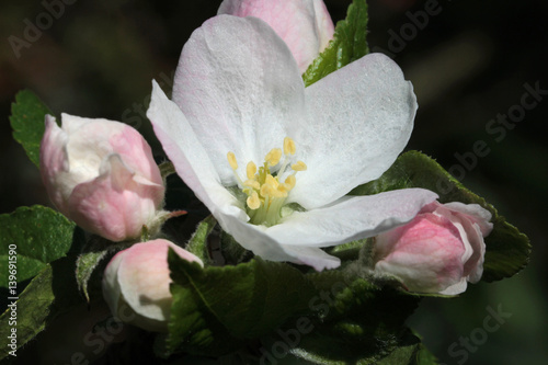 lovely apple blossom