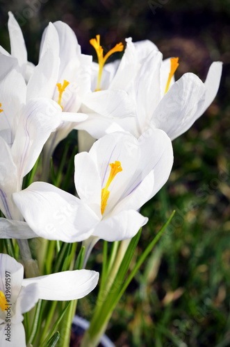 Closeup of white crocus  harbinger of spring
