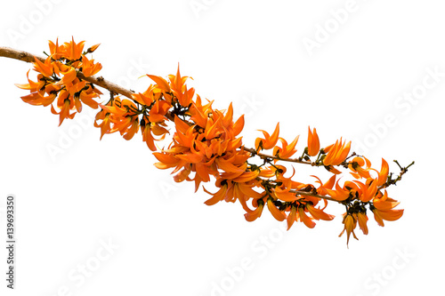 Flower palas orange