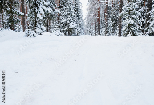 snowy winter road in a forest