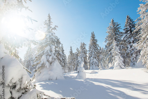 Landscape with winter trees in mountains covered with fresh snow