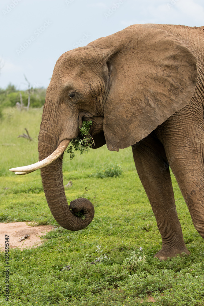 Obraz premium Elephant