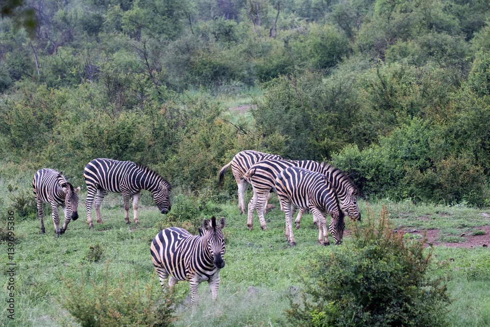 Fototapeta premium Plains Zebra