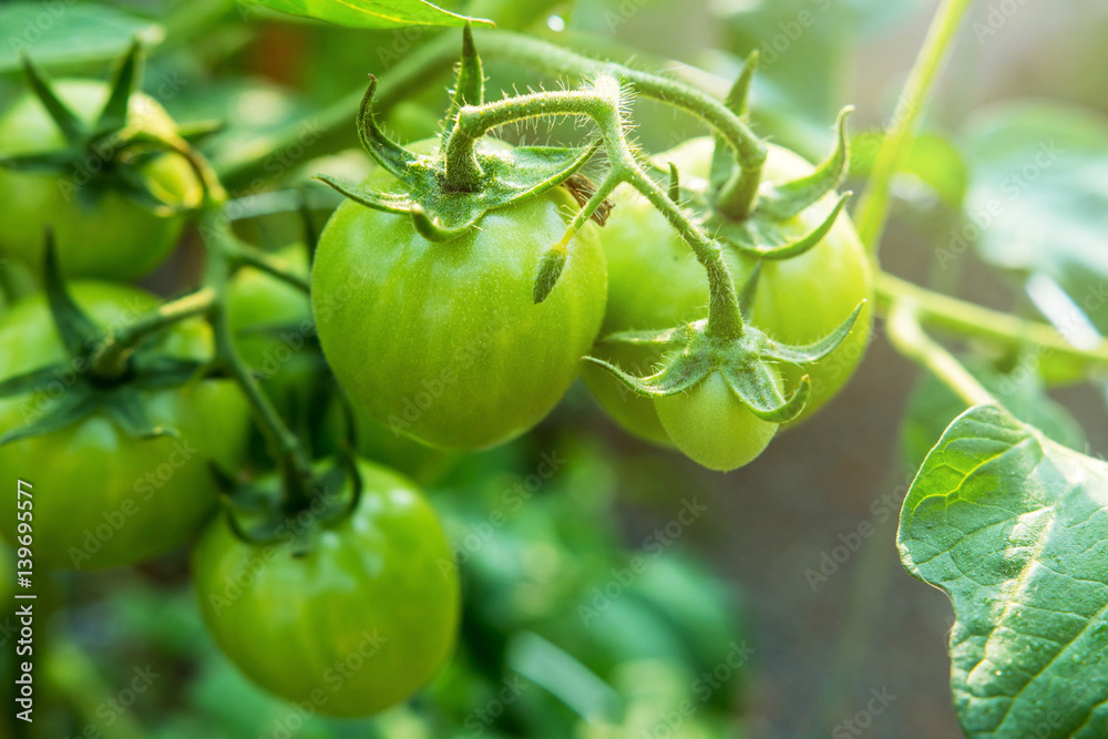 Young Green Tomato in organic farm Young Green Tomato in organic farm
