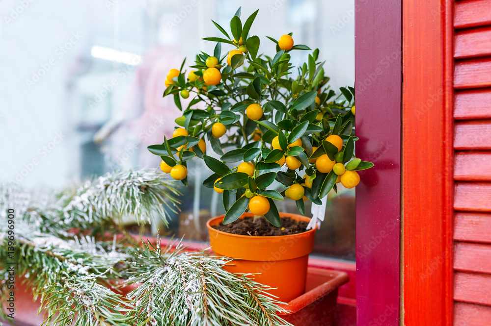 Small orange tree in flowerpot.