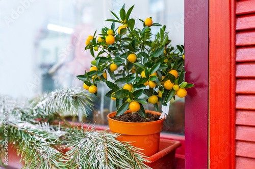 Obraz na płótnie Small orange tree in flowerpot. w salonie