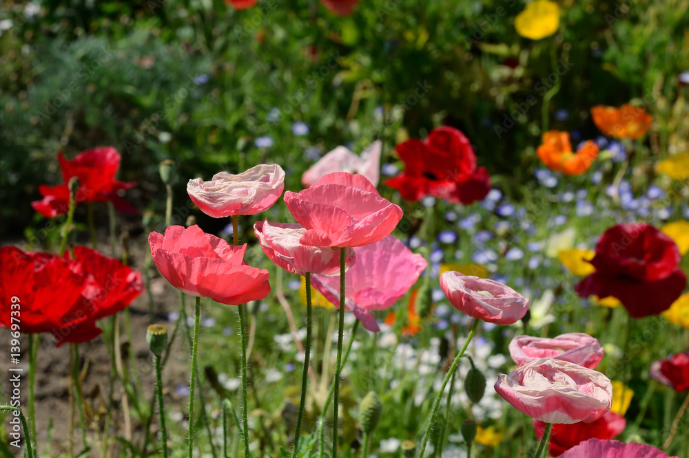 芥子の花　
poppy flowers