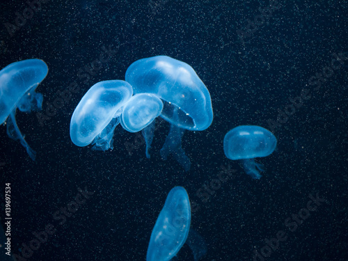 underwater cosmos jellyfish closeup in blue light