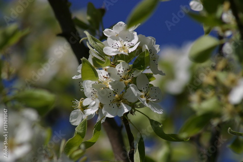 Birne, Baumblüte, Garten Kräuter, Beeren, Blüten