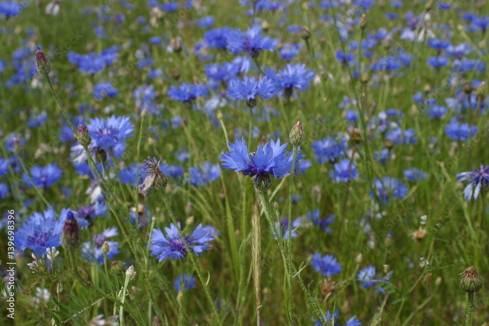 Blaue Kornblumen, Garten Kräuter, Beeren, Blüten