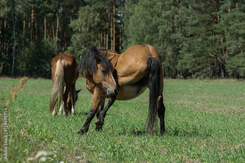 Pferde Gesundheit