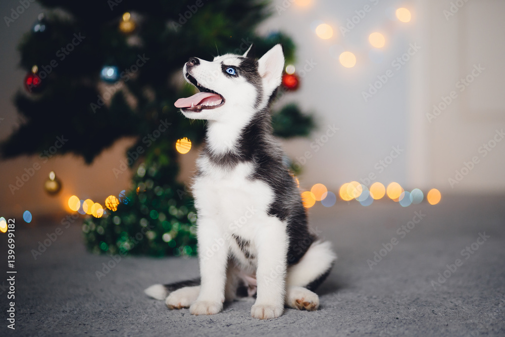 puppy of a husky on the background of a Christmas tree. A gift for Christmas.