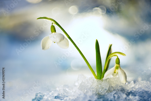 Fototapeta Naklejka Na Ścianę i Meble -  gentle spring snowdrop flower in melting snow   soft focus
