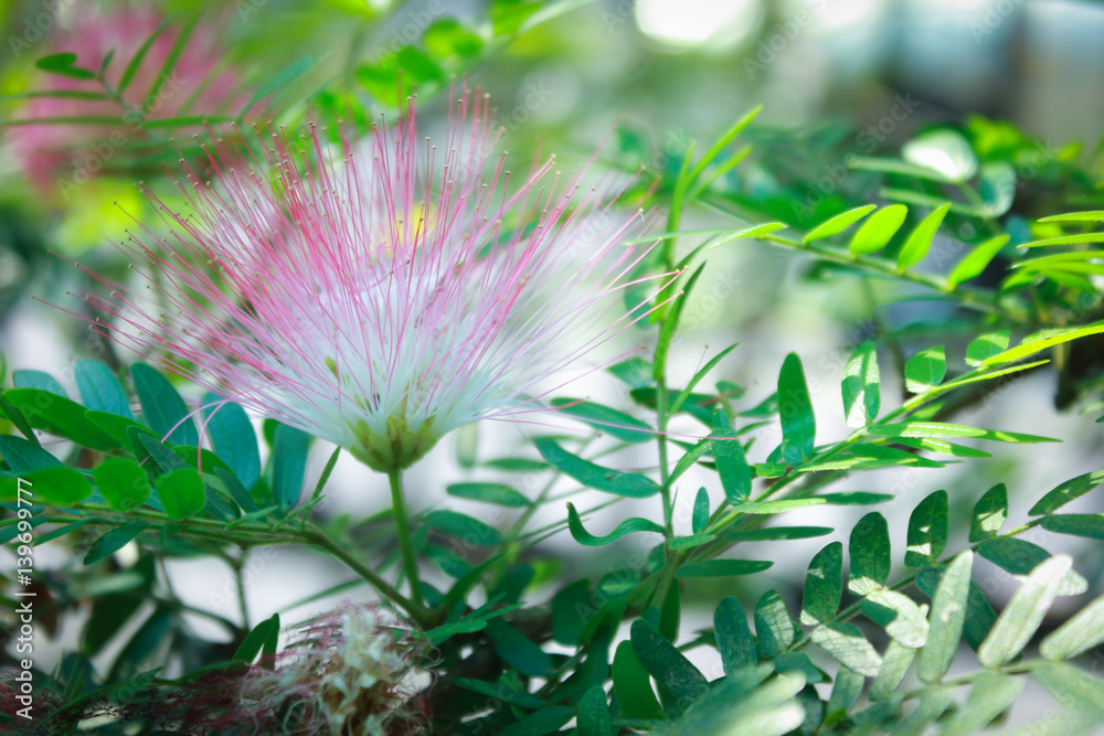 Obraz premium Pink red powderpuff or Red Head powderpuff in garden