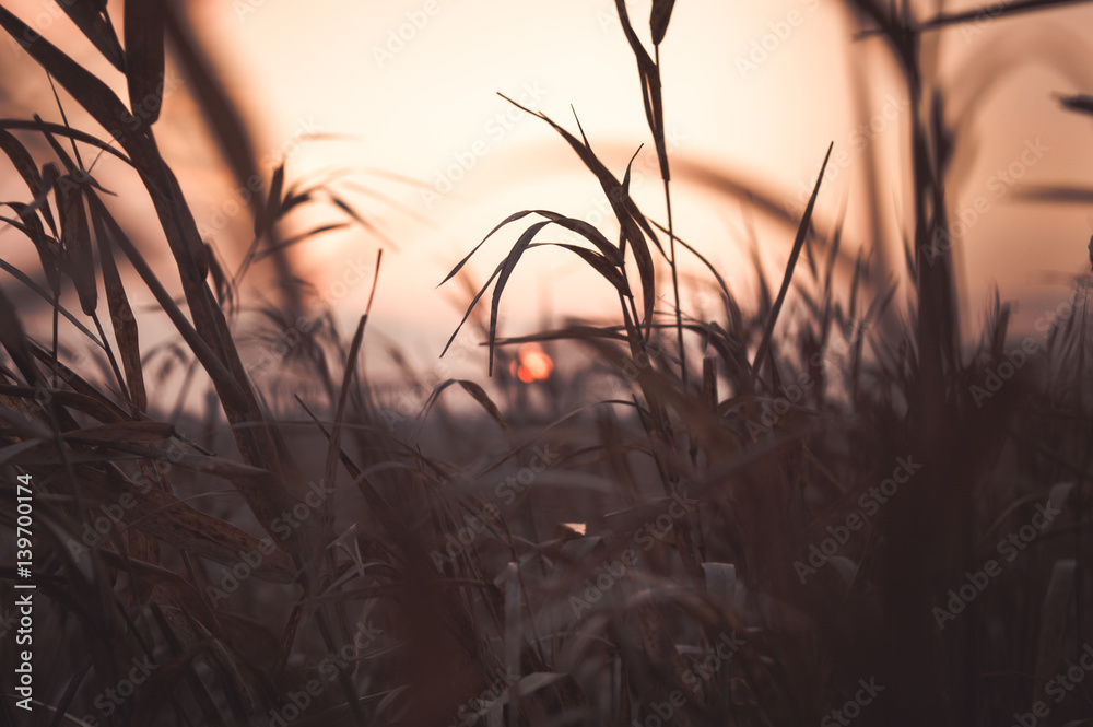 Fototapeta premium Zachód słońca wśród wysokiej trawy