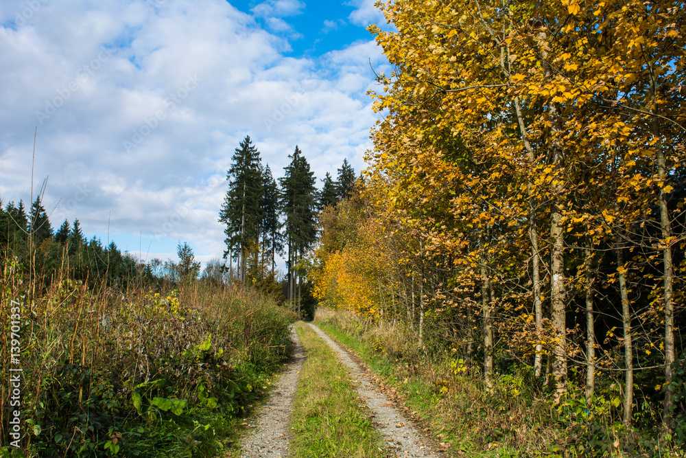 Fototapeta premium Waldweg im Herbst