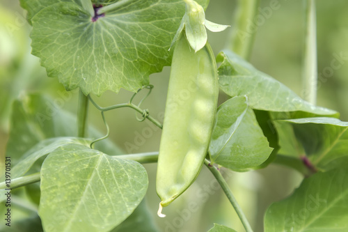 Green pea hanging on a plant in the garden close up. 