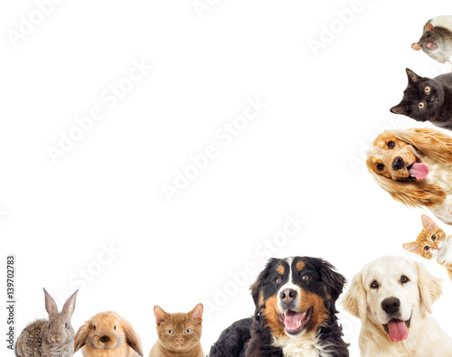 Fototapeta Naklejka Na Ścianę i Meble -  portrait Golden retriever And a kitten
