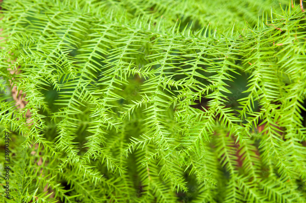 araucaria cunninghamia, araucaria ceae. Parana pine (Araucaria angustifolia) is a species in the conifer genus Araucaria. araucaria cunninghamia, araucaria ceae. Parana pine (Araucaria angustifolia) is a species in the conifer genus Araucaria.